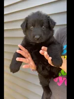 ♥️Red -Long Coat BLACK SEAL F, a female German Shepherd Dog for sale in Bergen, NY – 4 of 10