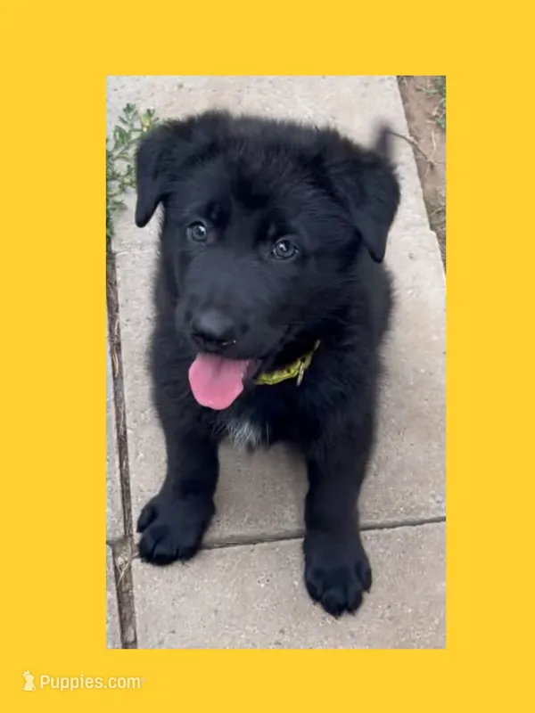 💛Yellow -BLACK F – German Shepherd Dog puppy for sale in Bergen, NY