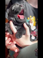 💛Yellow -BLACK F, a female German Shepherd Dog for sale in Bergen, NY – 9 of 10