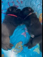 Black GSD Puppies, a  German Shepherd Dog for sale in Bergen, NY – Photo 8 of 10