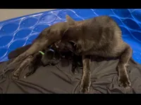 Black GSD Puppies, a  German Shepherd Dog for sale in Bergen, NY – Photo 7 of 10