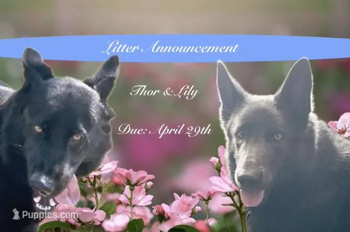 Black GSD Puppies – German Shepherd Dog puppy for sale in Bergen, NY