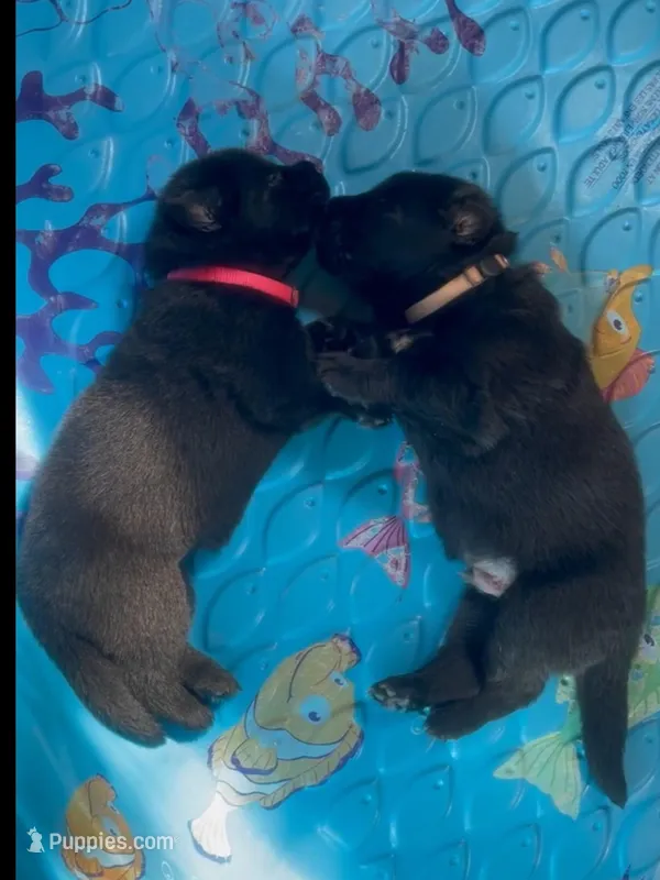Black GSD Puppies – German Shepherd Dog puppy for sale in Bergen, NY