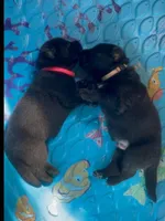 Black GSD Puppies, a  German Shepherd Dog for sale in Bergen, NY – Photo 1 of 10