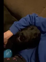 Black GSD Puppies, a  German Shepherd Dog for sale in Bergen, NY – Photo 6 of 10