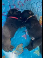 Black GSD Puppies, a  German Shepherd Dog for sale in Bergen, NY – Photo 2 of 10