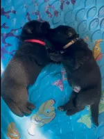 Black GSD Puppies, a  German Shepherd Dog for sale in Bergen, NY – Photo 9 of 10