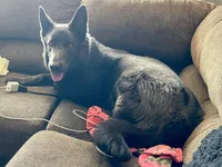 Black GSD Puppies, a  German Shepherd Dog for sale in Bergen, NY – Photo 5 of 10