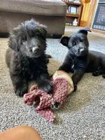 Black GSD Puppies, a  German Shepherd Dog for sale in Bergen, NY – Photo 3 of 10