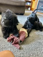 Black GSD Puppies, a  German Shepherd Dog for sale in Bergen, NY – Photo 4 of 10
