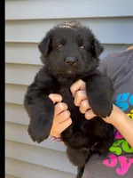 ♥️Red -Long Coat BLACK SEAL F, a female German Shepherd Dog for sale in Bergen, NY – 3 of 10