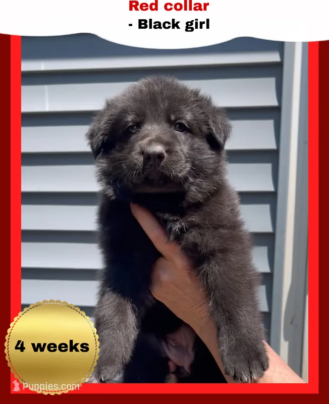 ♥️Red -BLACK F – German Shepherd Dog puppy for sale in Bergen, NY