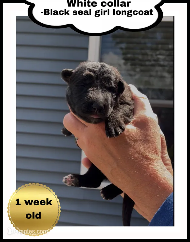 🤍White -BLACK SEAL Long Coat F – German Shepherd Dog puppy for sale in Bergen, NY