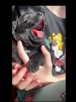 💛Yellow -BLACK F, a female German Shepherd Dog for sale in Bergen, NY – 4 of 10