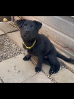 💛Yellow -BLACK F, a female German Shepherd Dog for sale in Bergen, NY – 5 of 9