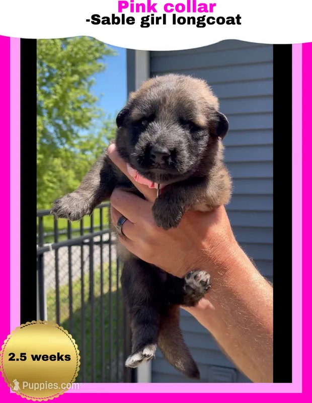 🩷Pink -SABLE Long Coat F – German Shepherd Dog puppy for sale in Bergen, NY