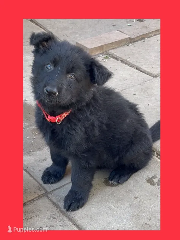 ♥️Red  -LONG COAT BLACK Seal  F – German Shepherd Dog puppy for sale in Bergen, NY