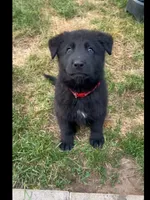 ♥️Red  BLACK F, a female German Shepherd Dog for sale in Bergen, NY – 5 of 10