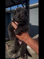 💗Light Pink -BLACK F, a female German Shepherd Dog for sale in Bergen, NY – 3 of 10