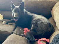 ♥️Red -BLACK F, a female German Shepherd Dog for sale in Bergen, NY – Photo 9 of 10