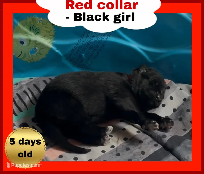 ♥️Red -BLACK F – German Shepherd Dog puppy for sale in Bergen, NY