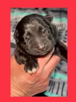 ♥️Red -BLACK F, a female German Shepherd Dog for sale in Bergen, NY – Photo 6 of 10
