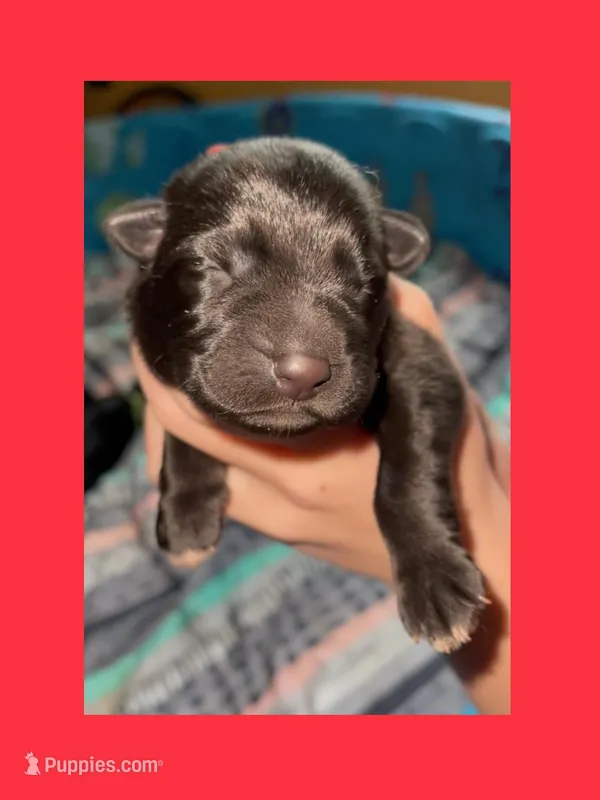 ♥️Red -BLACK F – German Shepherd Dog puppy for sale in Bergen, NY