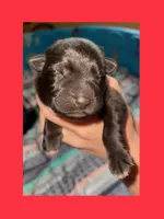 ♥️Red -BLACK F, a female German Shepherd Dog for sale in Bergen, NY – Photo 1 of 10