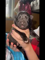 ♥️Red -BLACK F, a female German Shepherd Dog for sale in Bergen, NY – Photo 3 of 10