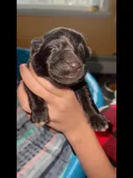 ♥️Red -BLACK F, a female German Shepherd Dog for sale in Bergen, NY – Photo 8 of 10