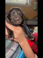♥️Red -BLACK F, a female German Shepherd Dog for sale in Bergen, NY – Photo 2 of 10