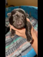 ♥️Red -BLACK F, a female German Shepherd Dog for sale in Bergen, NY – Photo 4 of 10