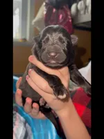 ♥️Red -BLACK F, a female German Shepherd Dog for sale in Bergen, NY – Photo 7 of 10