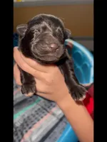♥️Red -BLACK F, a female German Shepherd Dog for sale in Bergen, NY – Photo 5 of 10