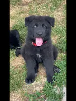 ♥️Red  BLACK F, a female German Shepherd Dog for sale in Bergen, NY – 6 of 10