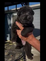 💗Light Pink -BLACK F, a female German Shepherd Dog for sale in Bergen, NY – 6 of 10