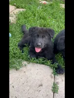 ♥️Red  BLACK F, a female German Shepherd Dog for sale in Bergen, NY – 7 of 10