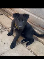 💛Yellow -BLACK F, a female German Shepherd Dog for sale in Bergen, NY – 6 of 9