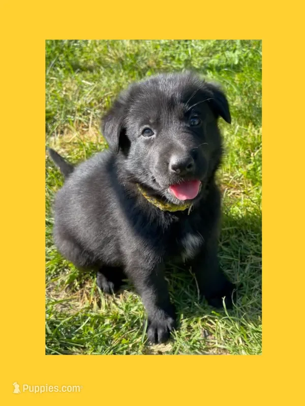 💛Yellow -BLACK F – German Shepherd Dog puppy for sale in Bergen, NY