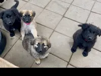 Long Coat Litter, a  German Shepherd Dog for sale in Bergen, NY – Photo 8 of 10