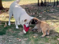 Long Coat Litter, a  German Shepherd Dog for sale in Bergen, NY – Photo 2 of 10
