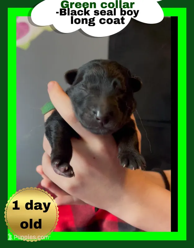 💙Blue -BLACK SEAL Long Coat M – German Shepherd Dog puppy for sale in Bergen, NY