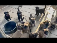 Long Coat Litter, a  German Shepherd Dog for sale in Bergen, NY – Photo 6 of 10