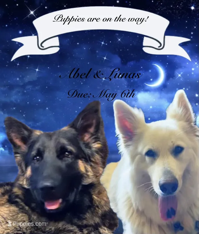 Long Coat Litter – German Shepherd Dog puppy for sale in Bergen, NY