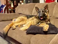 Long Coat Litter, a  German Shepherd Dog for sale in Bergen, NY – Photo 9 of 10