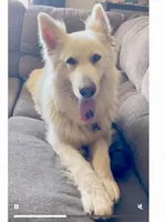 Long Coat Litter, a  German Shepherd Dog for sale in Bergen, NY – Photo 3 of 10