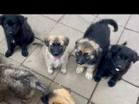 Long Coat Litter, a  German Shepherd Dog for sale in Bergen, NY – Photo 10 of 10