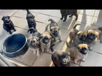 Long Coat Litter, a  German Shepherd Dog for sale in Bergen, NY – Photo 7 of 10