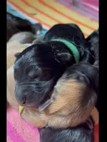 💙Blue -BLACK SEAL Long Coat M, a male German Shepherd Dog for sale in Bergen, NY – Photo 3 of 10