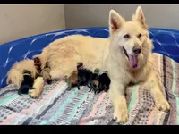 Long Coat Litter, a  German Shepherd Dog for sale in Bergen, NY – Photo 5 of 10